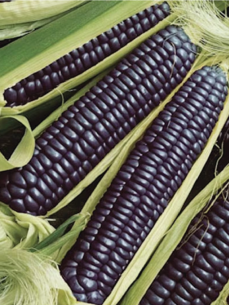 BLACK CORN SEEDS <br> بذور الذرة بلاك