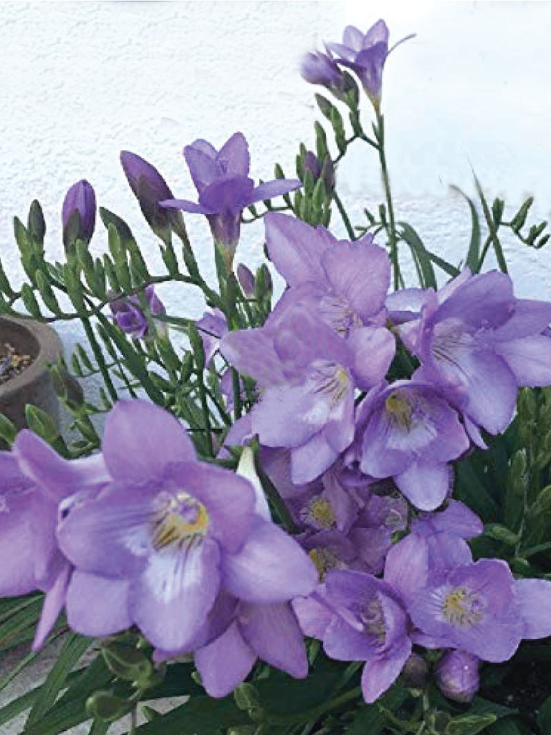 FRESSIA PURPLE FLOWER BULBS <br>أبصال زهرة الفريسيا الأرجوانية