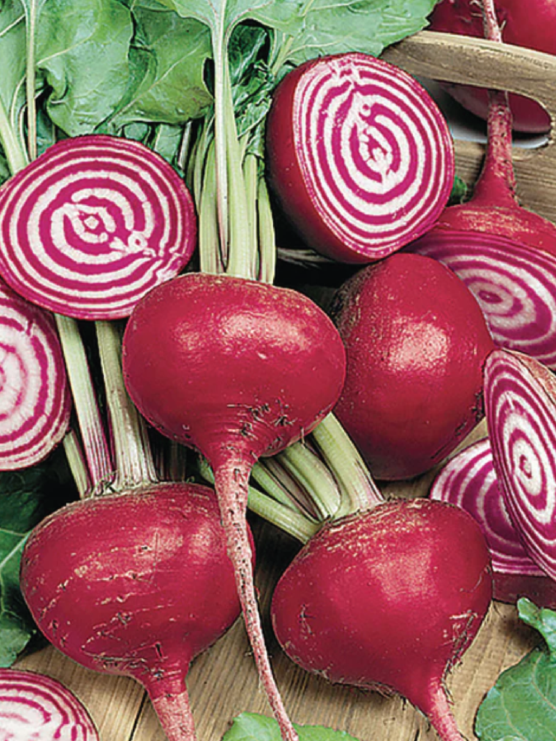 CHIOGGIA BEETROOT SEEDS <br> بذور الشمندر كيوجيا