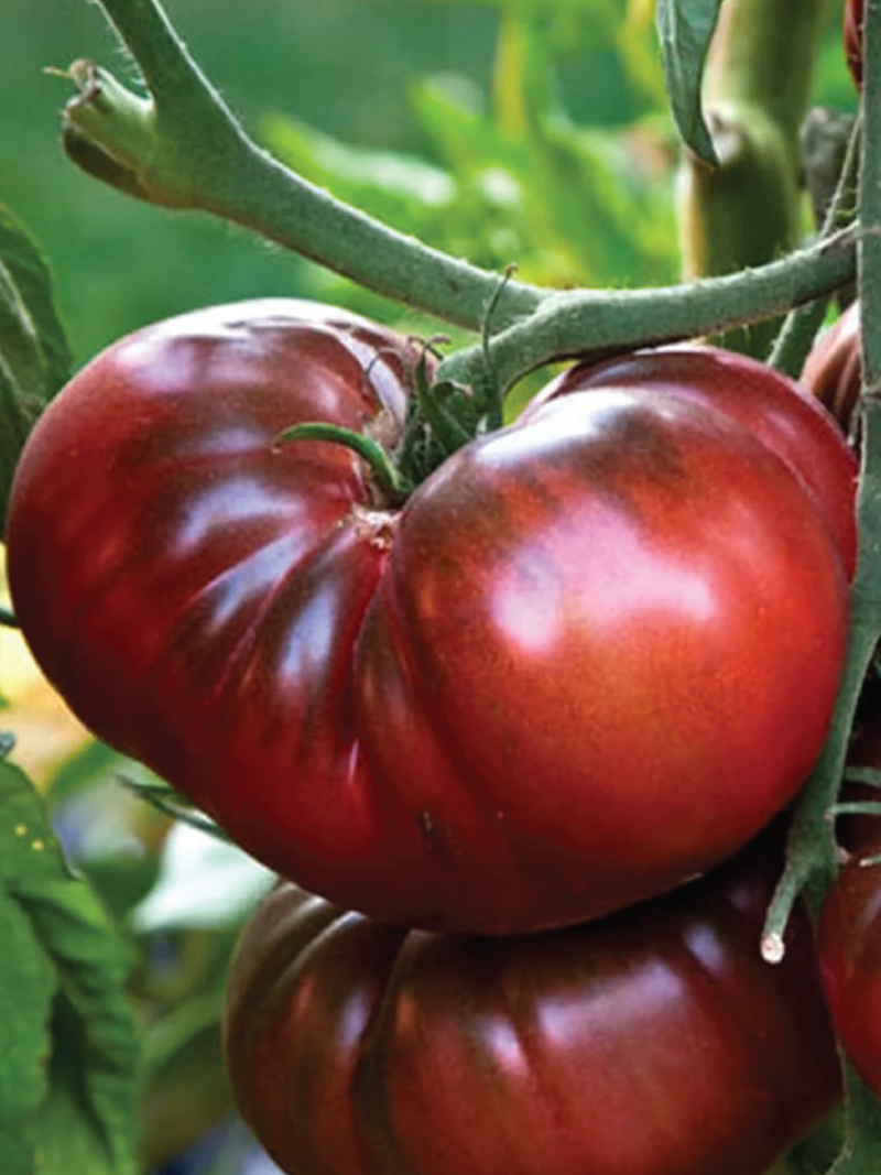 CHEROKEE PURPLE TOMATO SEEDS <br> بذور طماطم شيروكي الأرجوانية