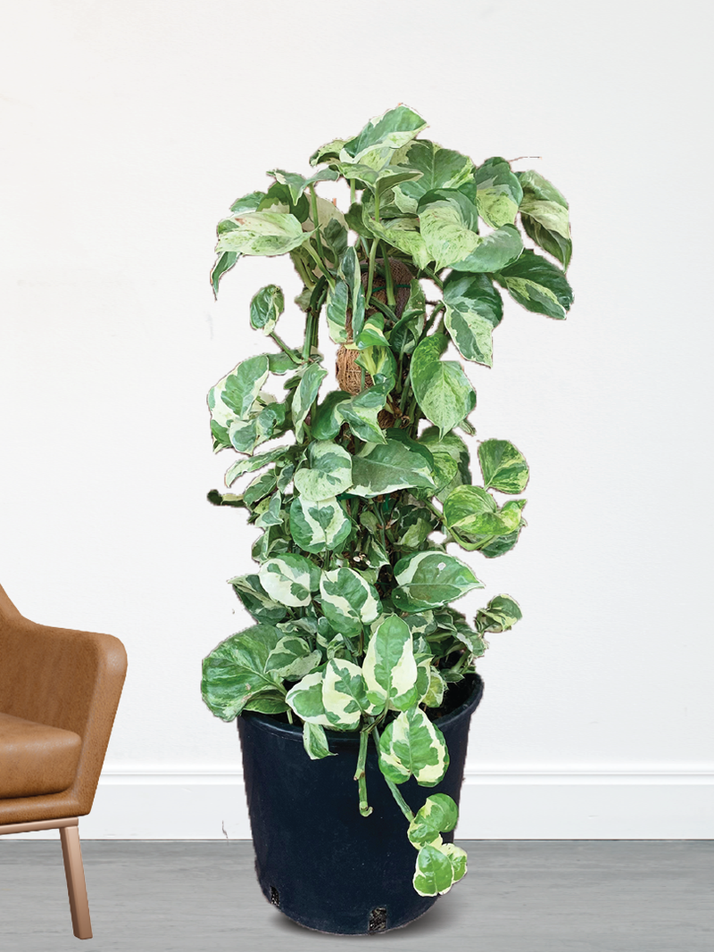 NJOY POTHOS PLANT