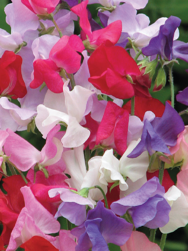 SWEET PEA SEEDS <br> بذور زهور البازلاء الحلوة