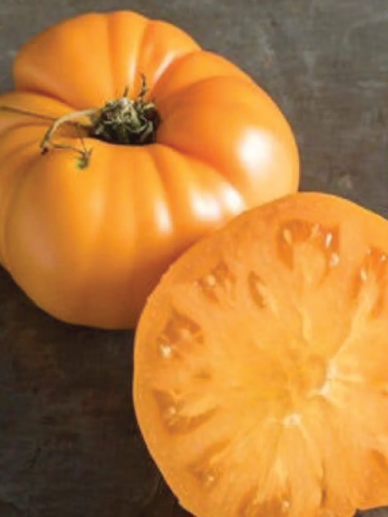 TOMATO BRANDYWINE YELLOW SEEDS <br> بذور طماطم براندي واين الأصفر