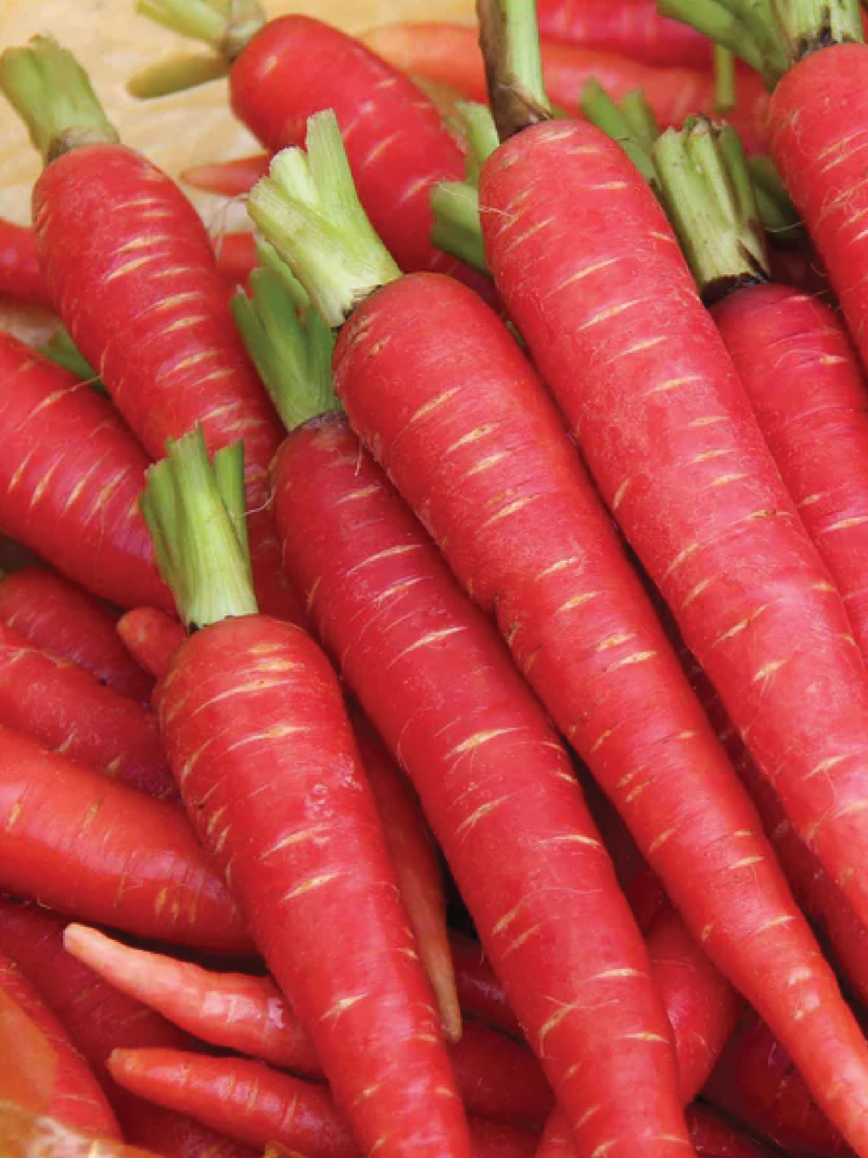 ATOMIC RED CARROT SEEDS <br> بذور جزر أتوميك الأحمر
