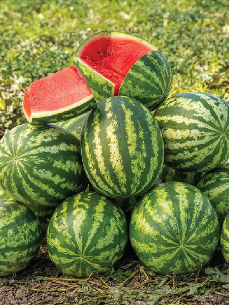 STRIPED WATERMELON SEEDS <br>  بذور البطيخ المخطط