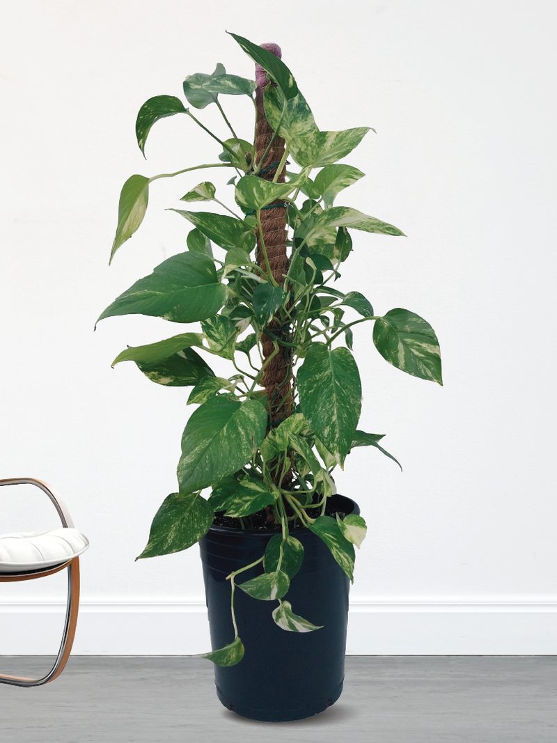 EPIPREMNUM AUREUM