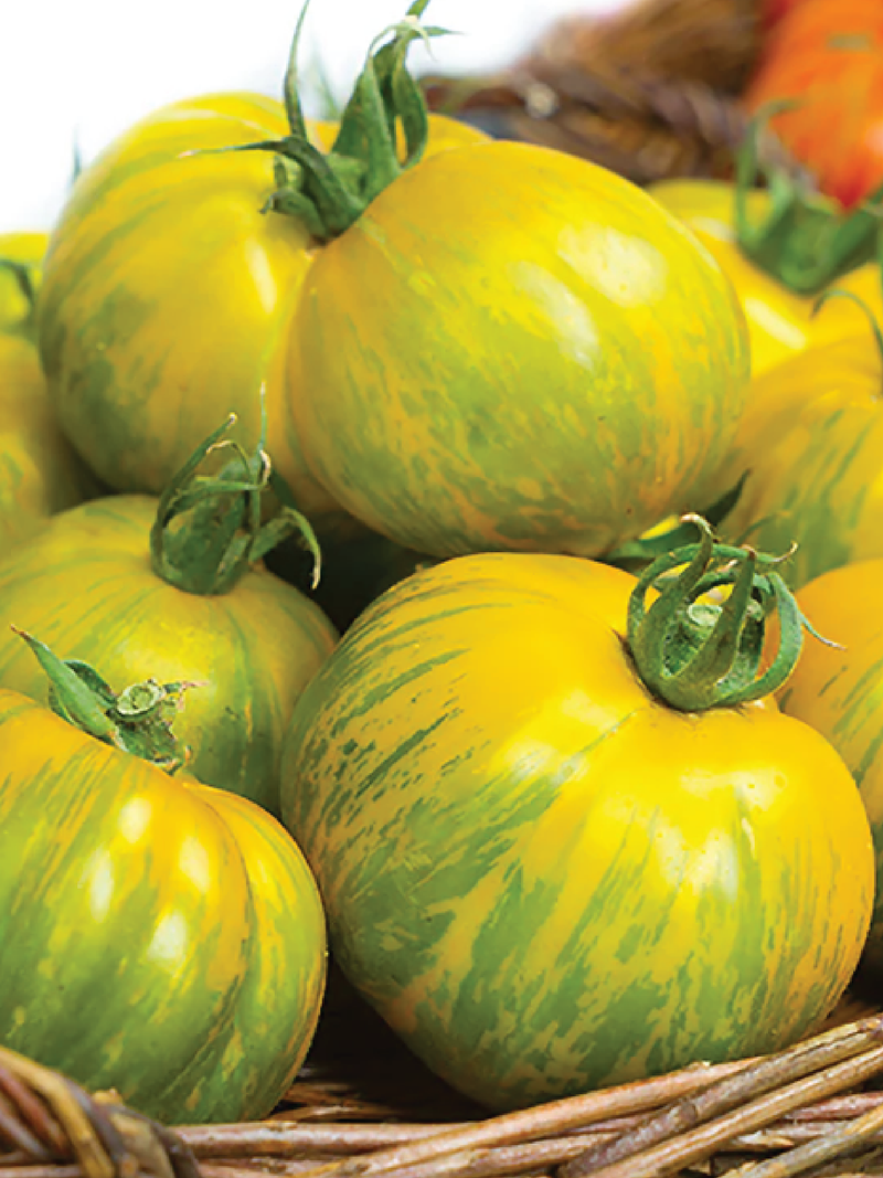 GIANT GREEN ZEBRA TOMATO SEEDS <br> بذور طماطم جرين زيبرا العملاقة