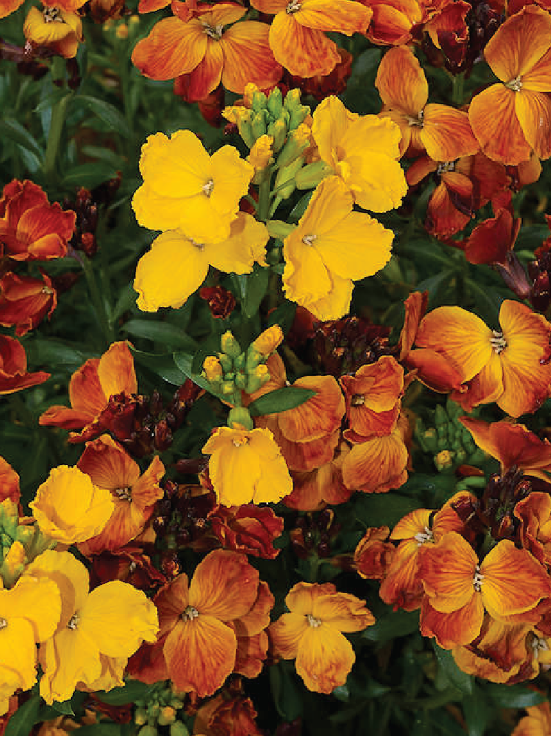 STOCK FLOWER SEEDS <br> بذور زهور المنثور