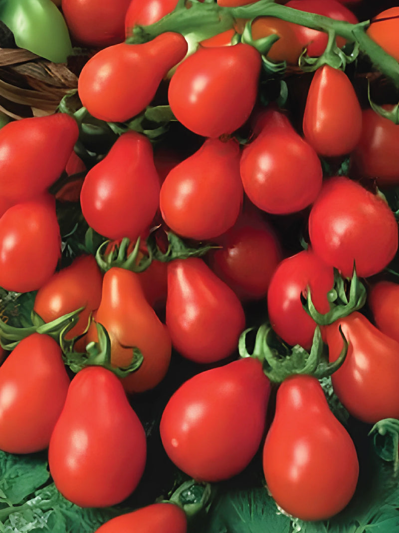 ORGANIC RED PEAR TOMATO SEEDLING <br> شتلات الطماطم الكمثري الأحمر العضوية