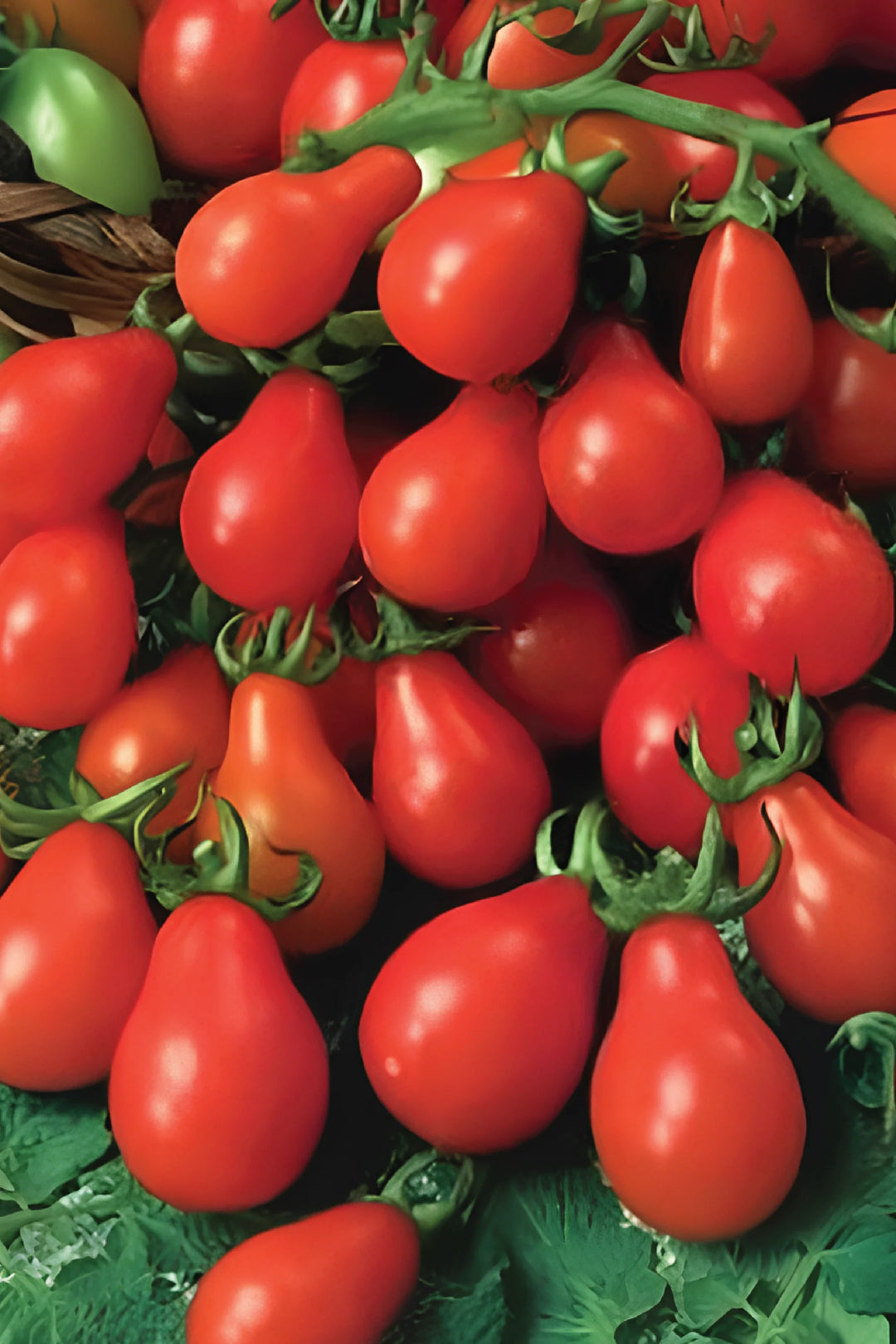 ORGANIC RED PEAR TOMATO SEEDLING <br> شتلات الطماطم الكمثري الأحمر العضوية