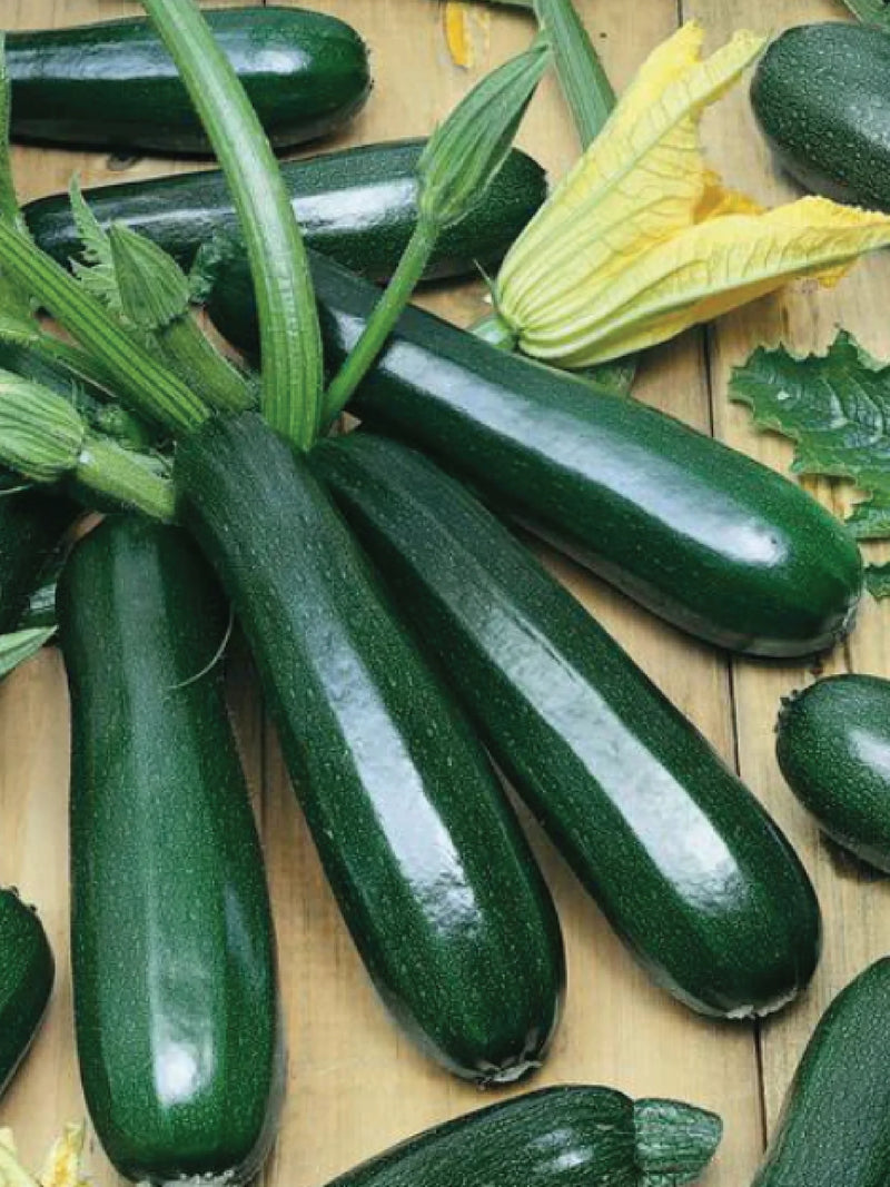 ORGANIC BLACK BEAUTY ZUCCHINI SEEDLING <br> شتلات كوسا بلاك بيوتي العضوية