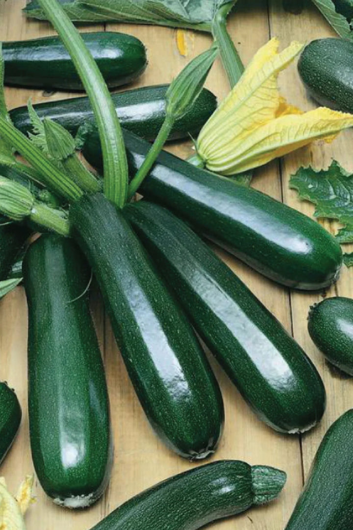 ORGANIC BLACK BEAUTY ZUCCHINI SEEDLING <br> شتلات كوسا بلاك بيوتي العضوية