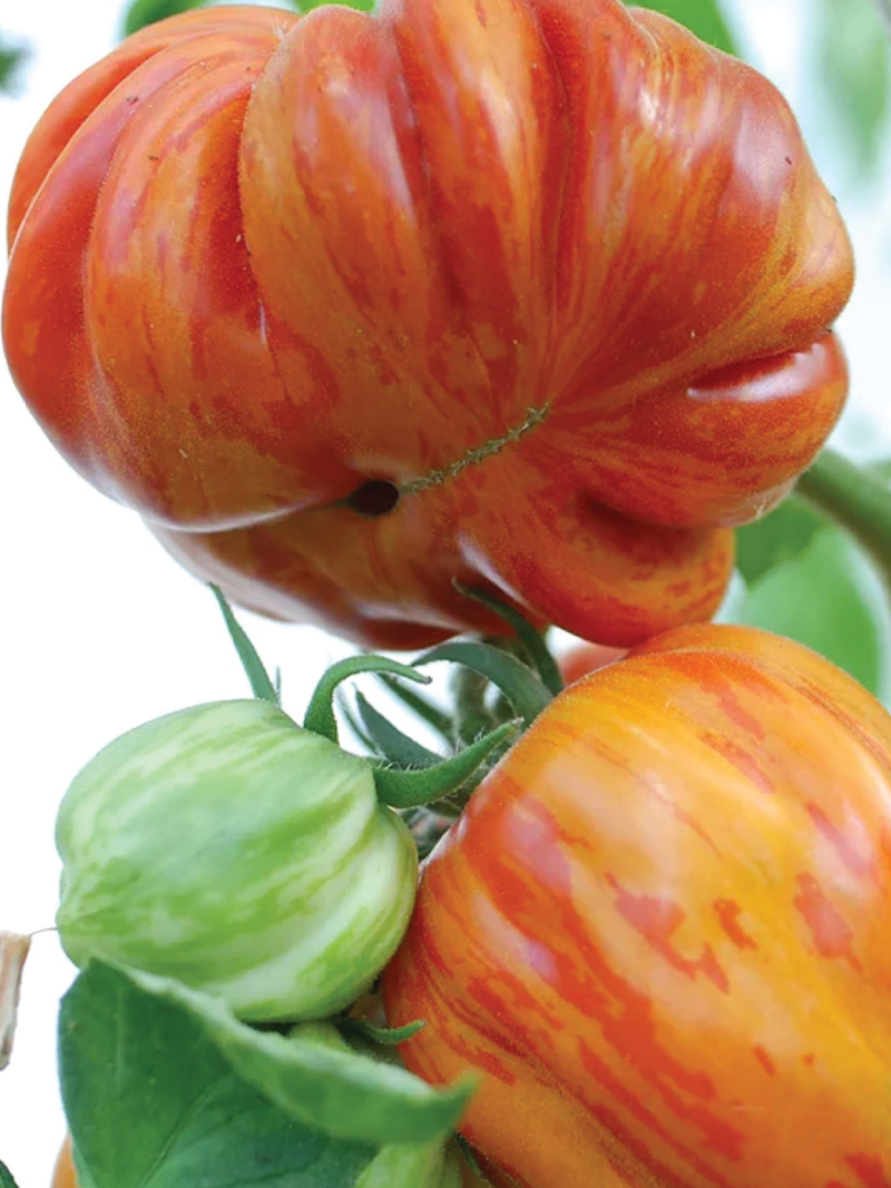 OLD GERMAN TOMATO SEEDS <br> بذور طماطم أولد جيرمان