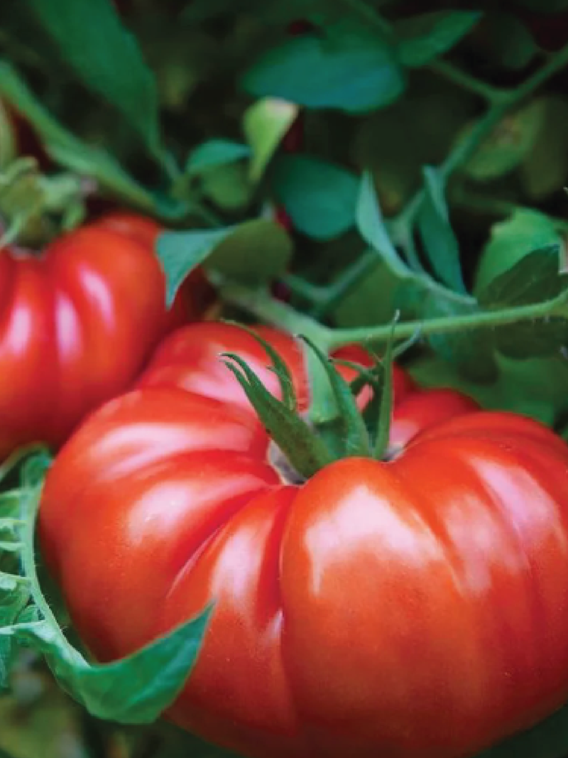 BEEFSTEAK TOMATO SEEDS <br> بذور طماطم بيف ستيك