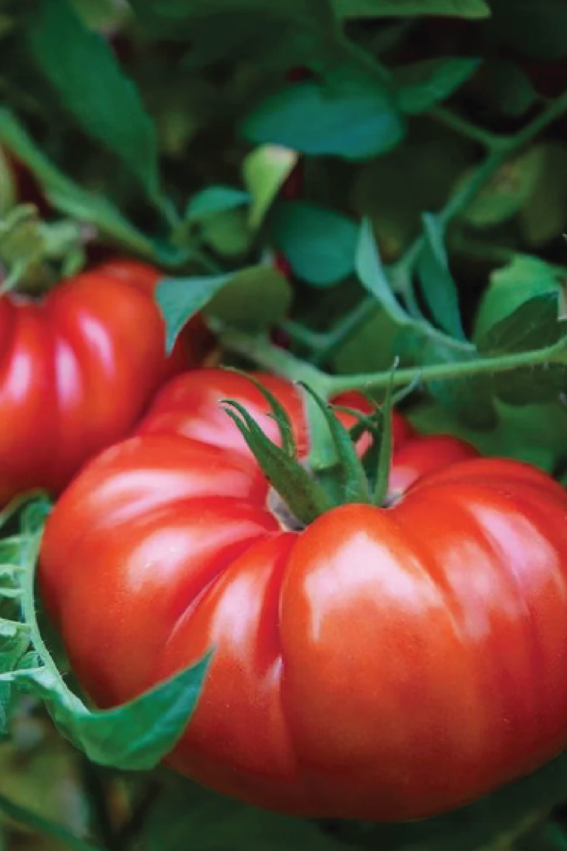 BEEFSTEAK TOMATO SEEDS <br> بذور طماطم بيف ستيك