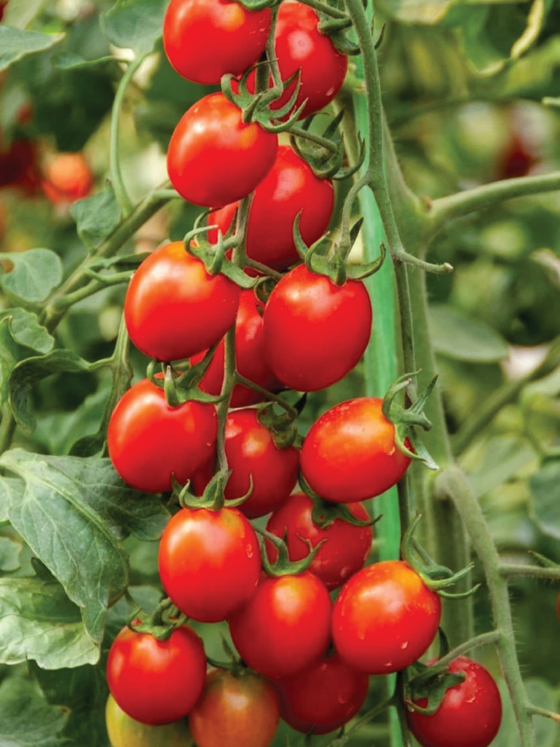 RED CHERRY TOMATO SEEDS <br> بذور الطماطم الكرزي الأحمر