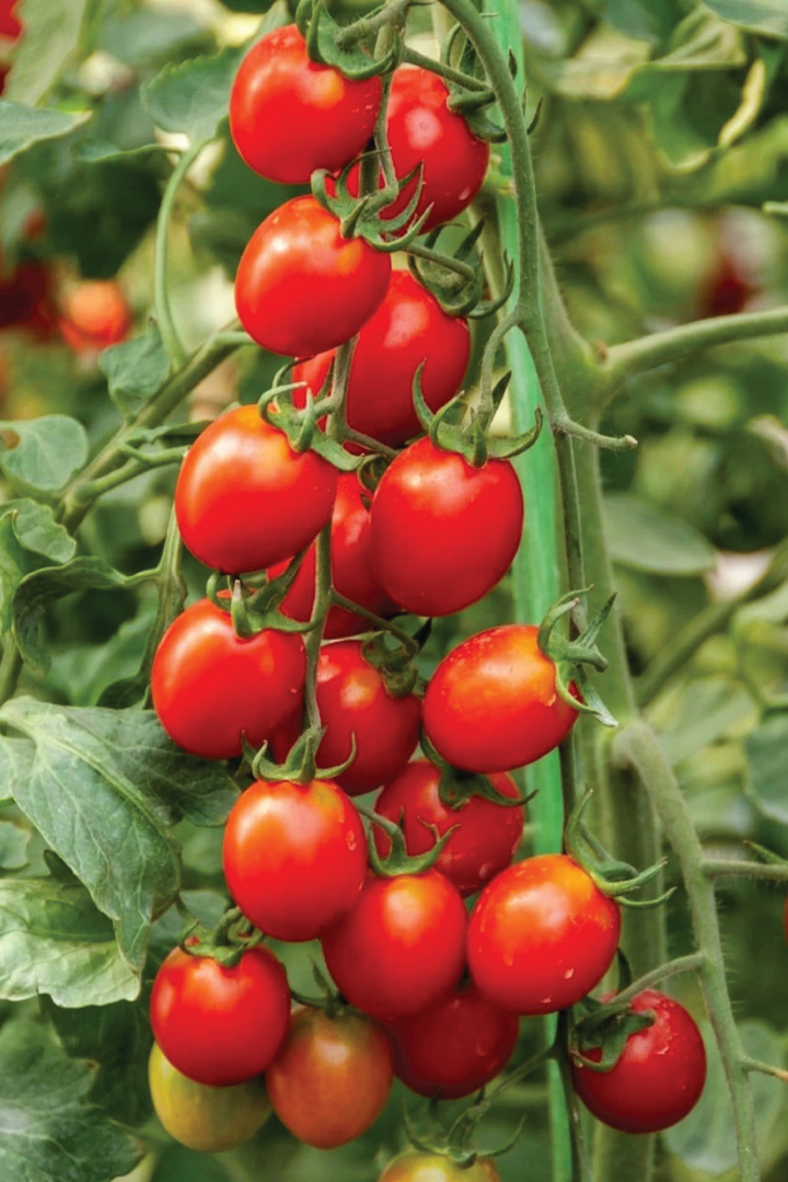 RED CHERRY TOMATO SEEDS <br> بذور الطماطم الكرزي الأحمر