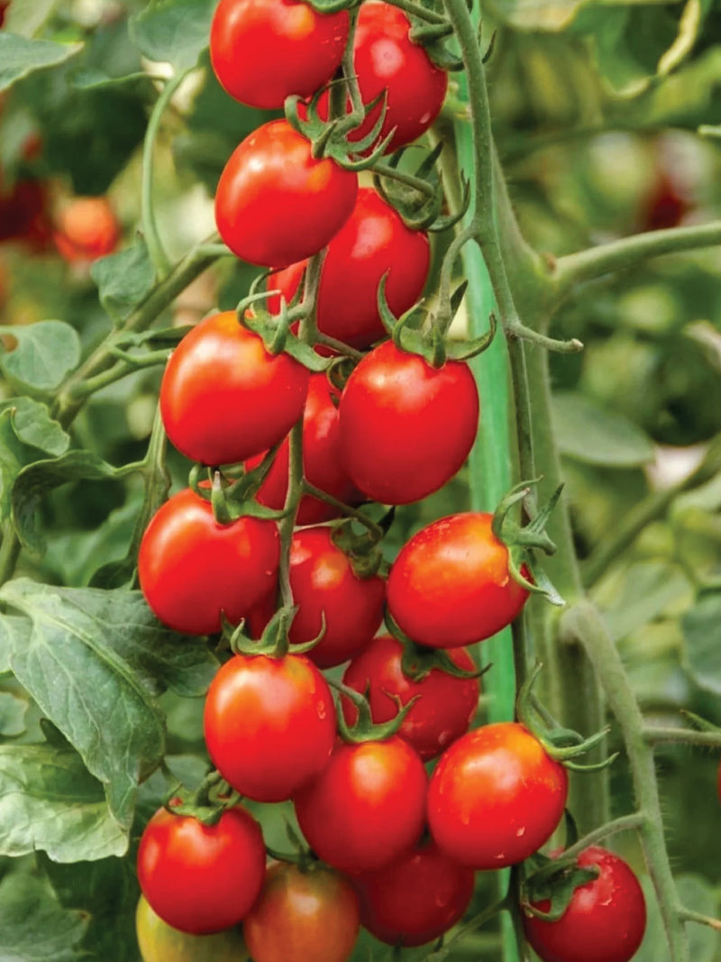 ORGANIC CHERRY TOMATO SEEDLING <br>شتلات الطماطم الكرزي العضوية
