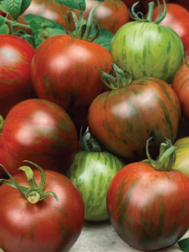 BLACK ZEBRA TOMATO SEEDS <br> بذور طماطم بلاك زيبرا