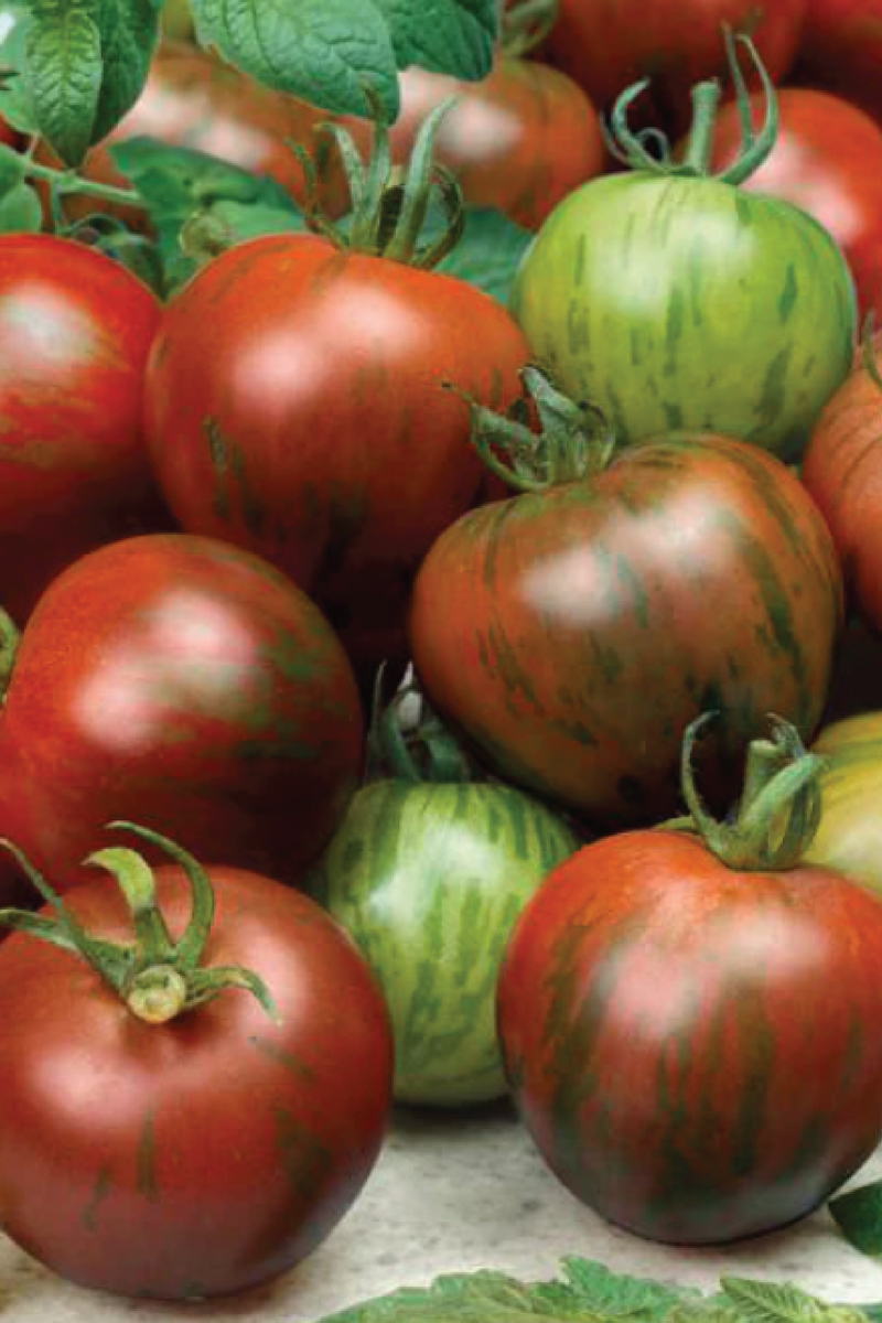 BLACK ZEBRA TOMATO SEEDS <br> بذور طماطم بلاك زيبرا