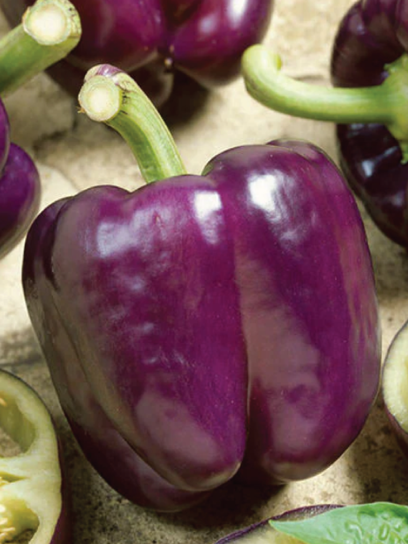 PURPLE SWEET PEPPER SEEDS <br> بذور الفليفلة الحلوة البنفسجية