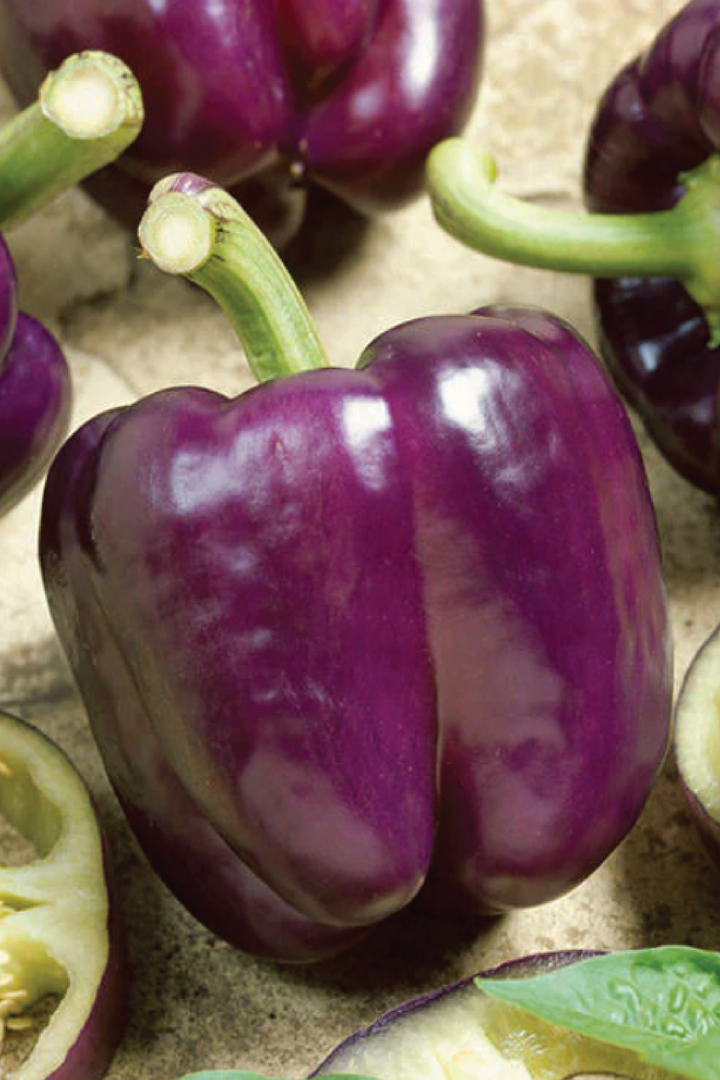 PURPLE SWEET CAPSICUM SEEDS <br> بذور الفليفلة البنفسجية