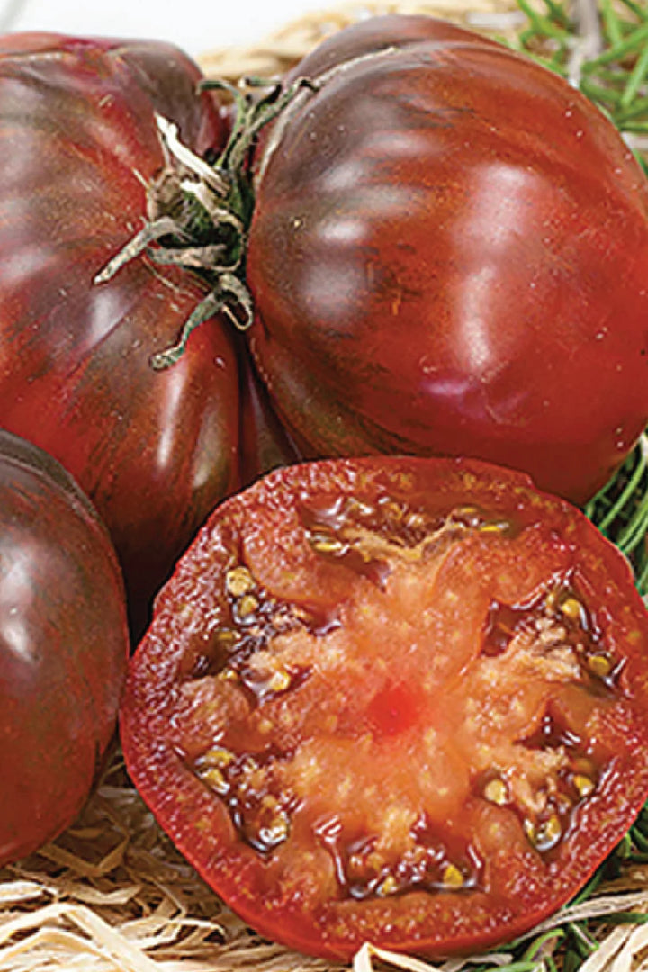 ORGANIC BLACK KRIM TOMATO SEEDLING