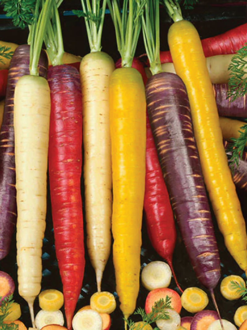 RAINBOW BLEND CARROT SEEDS <br> بذور جزر رينبو بلند