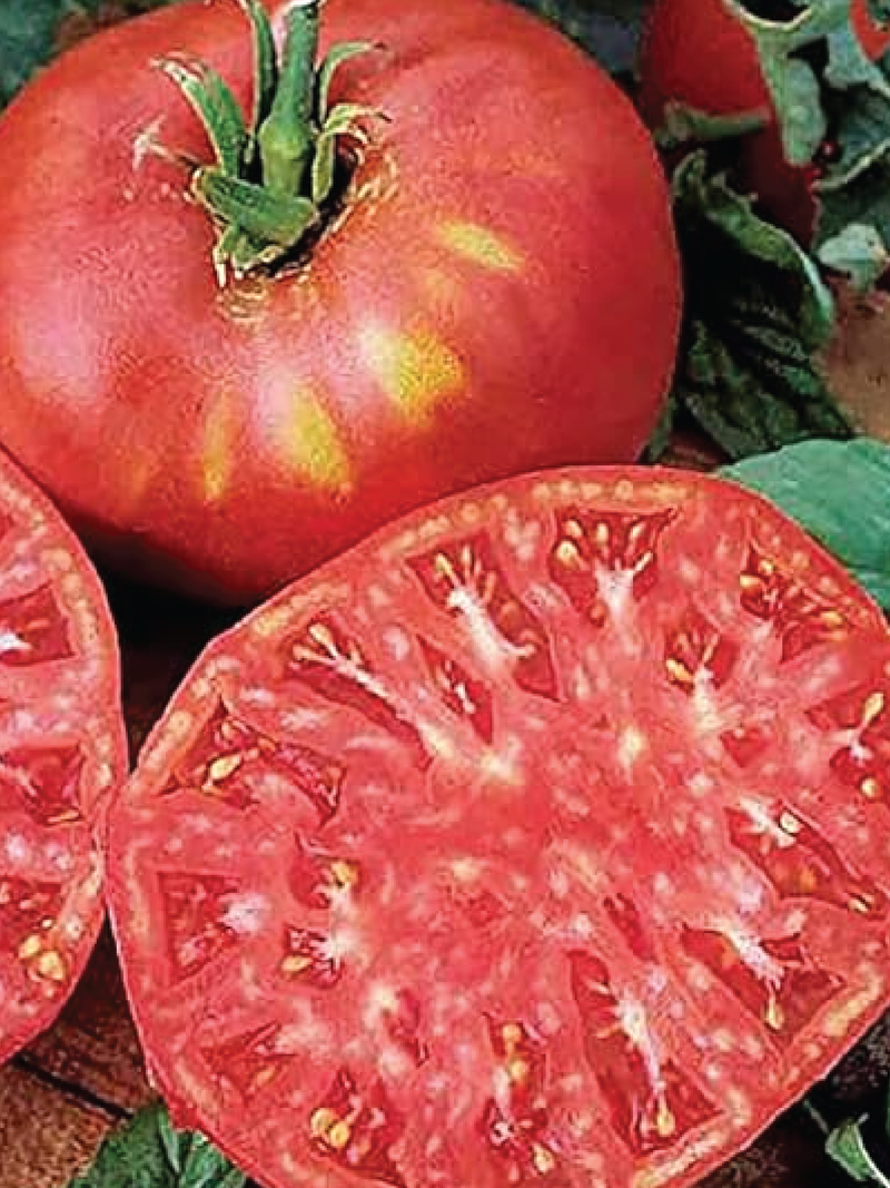 BRANDYWINE RED TOMATO SEEDS <br> بذور طماطم براندي واين الأحمر