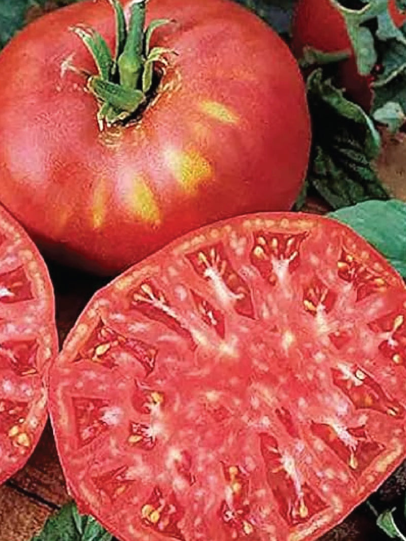 ORGANIC RED TOMATO BRANDYWINE SEEDLING <br>شتلات طماطم براندي واين حمراء العضوية