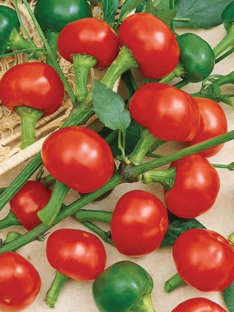 RED CHERRY HOT PEPPER SEEDS <br> بذور الفلفل الحار الكرزي الأحمر