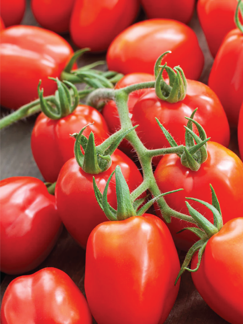 TOMATO ROMA SEEDS <br> بذور طماطم روما