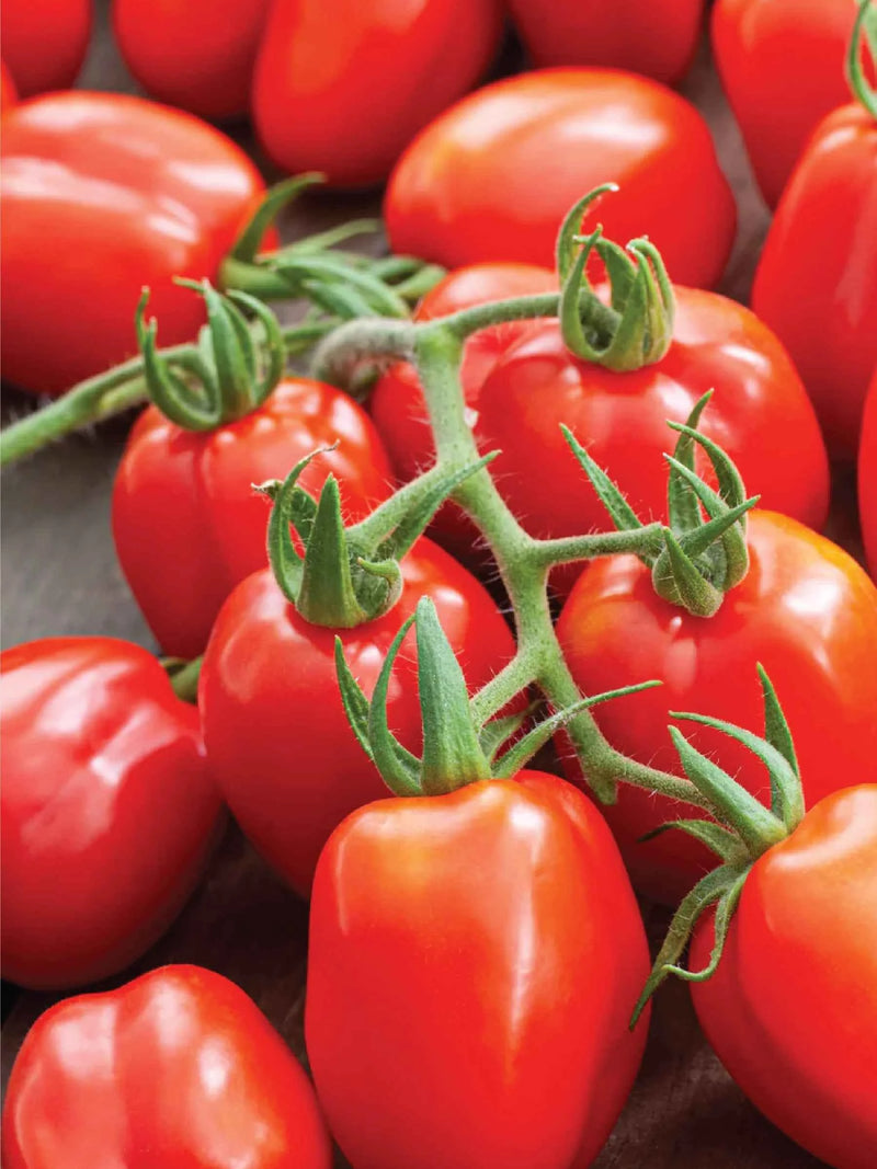ORGANIC ROMA TOMATO SEEDLING شتلة طماطم روما العضوية