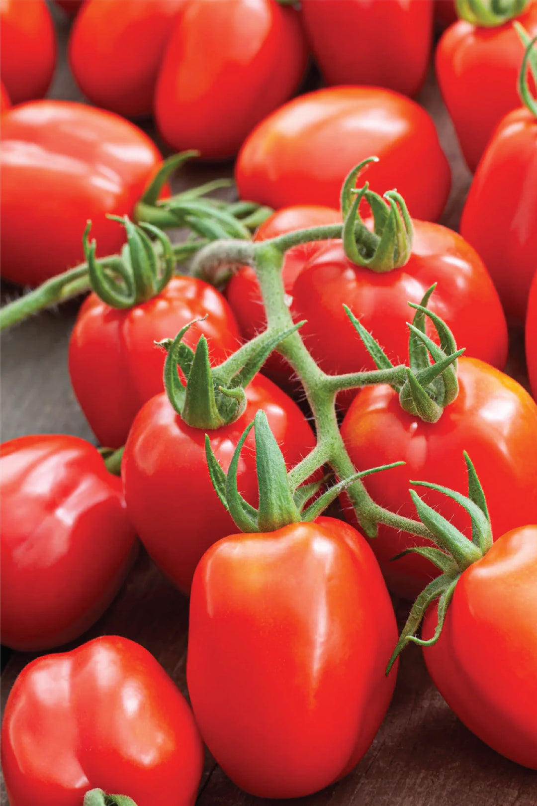 ORGANIC ROMA TOMATO SEEDLING