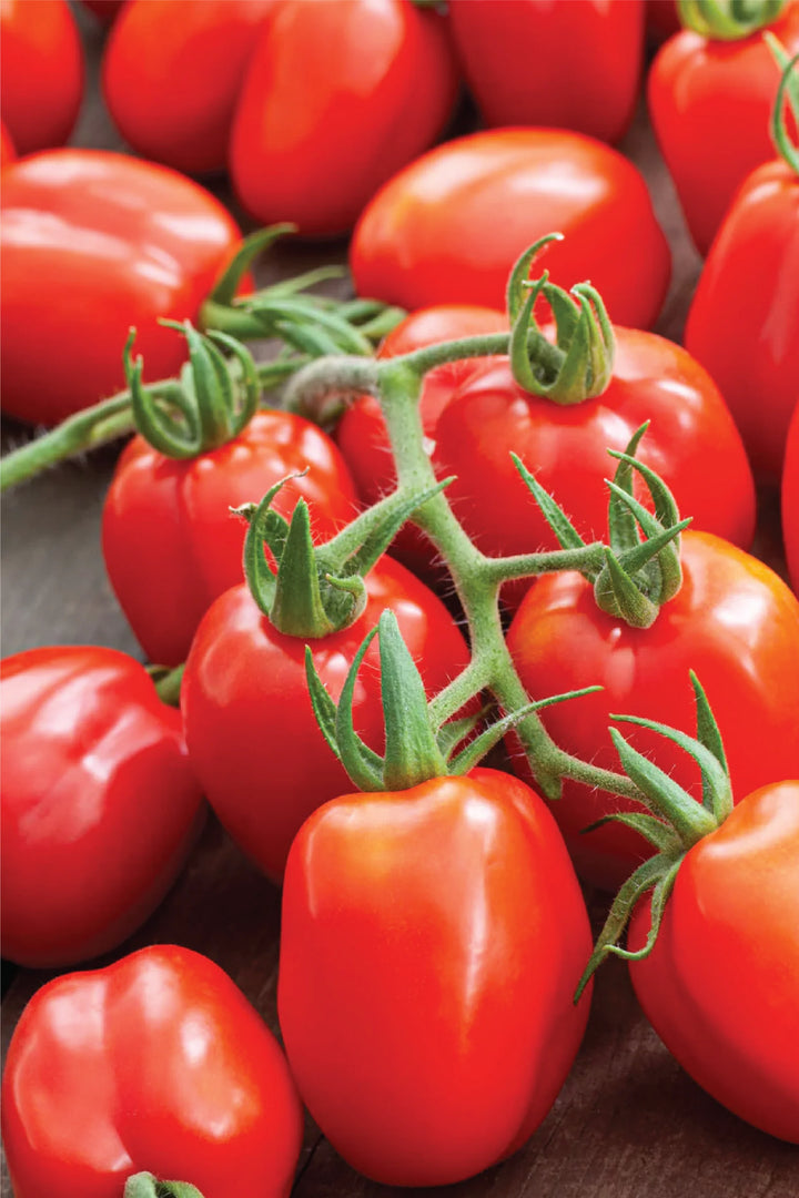 ORGANIC ROMA TOMATO SEEDLING