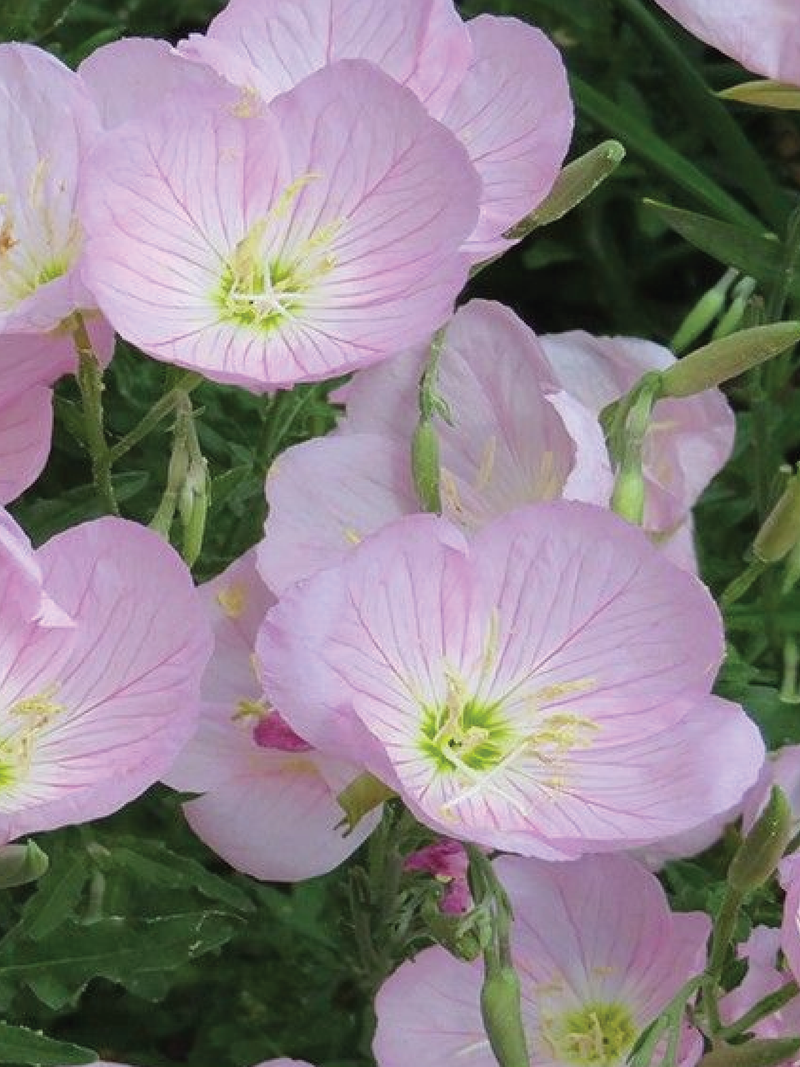 PINK EVENING PRIMROSE SEEDS <br> بذور زهور الربيع المسائية الوردية