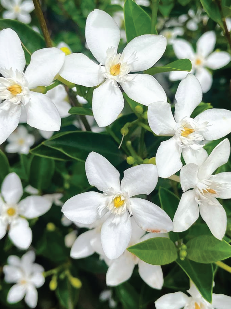 WILD JASMINE SEEDS <br> بذور زهور الياسمين البري