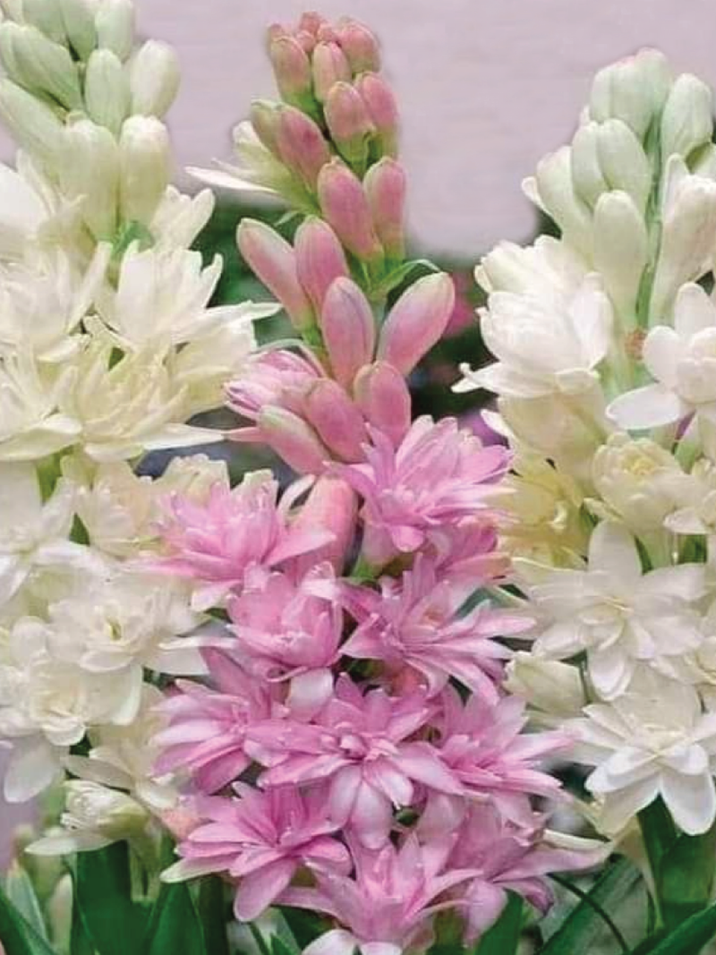TUBEROSE SEEDS <br> بذور مسك الروم