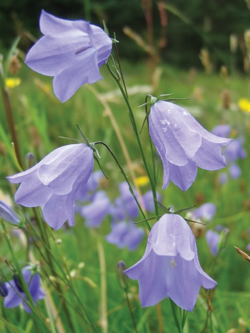 DANISH BELLFLOWER SEEDS <br> بذور زهور الجرس الدنماركية