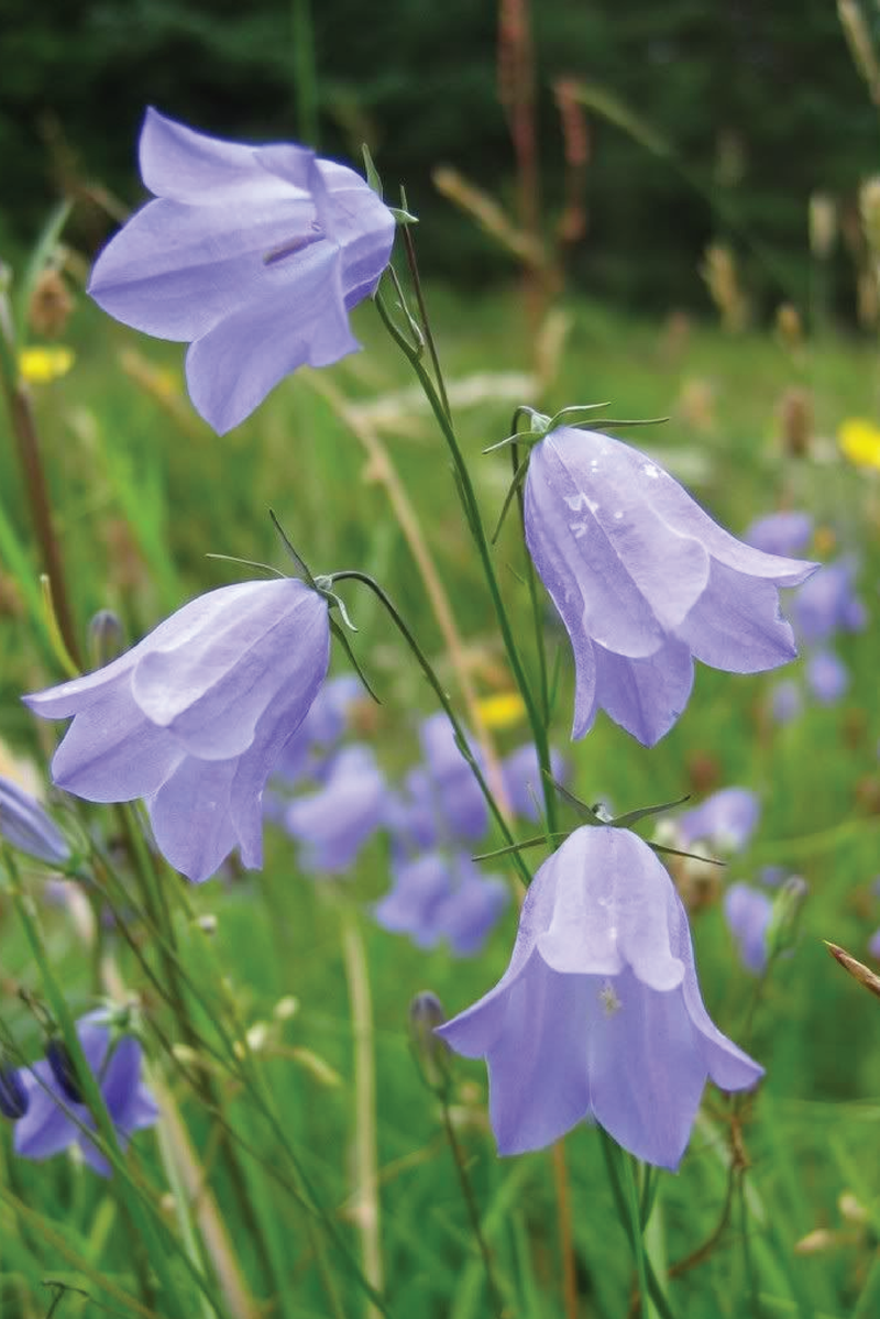 DANISH BELLFLOWER SEEDS <br> بذور زهور الجرس الدنماركية
