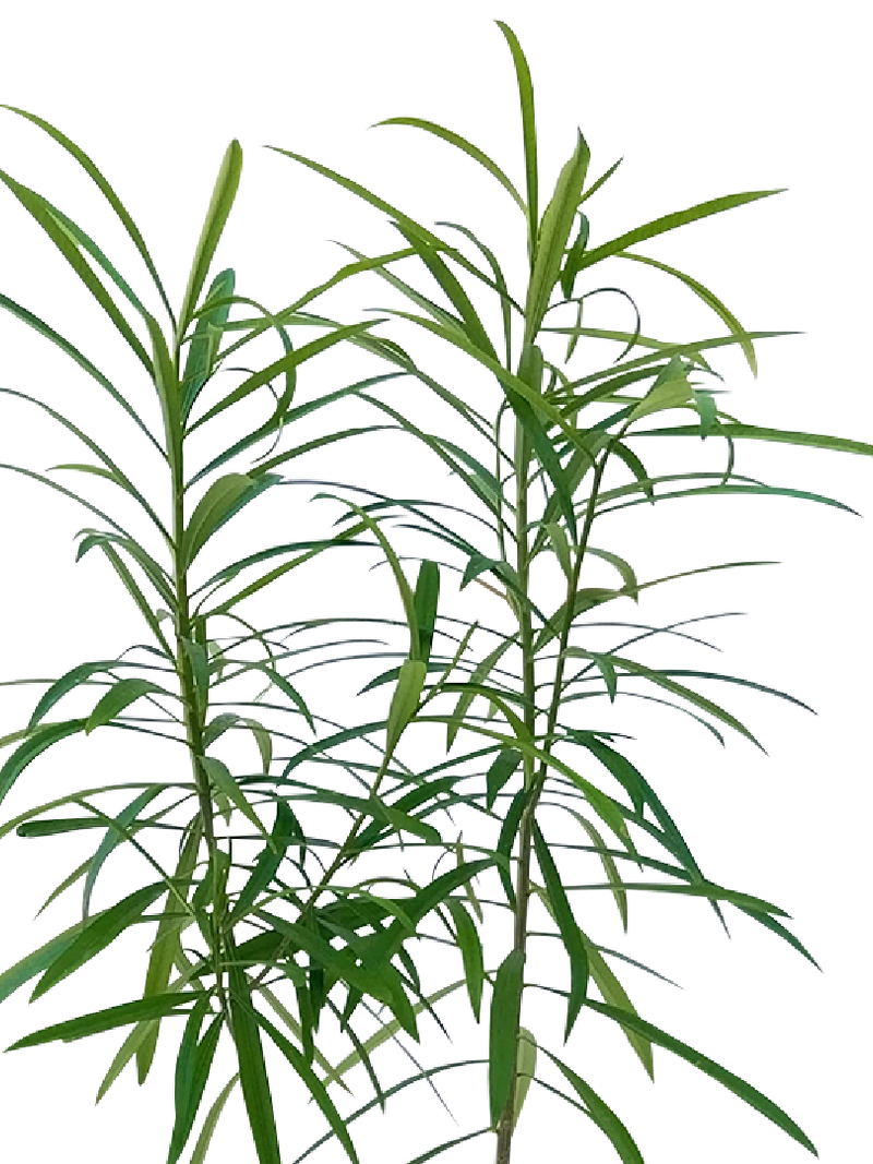 Thevetia Peruviana