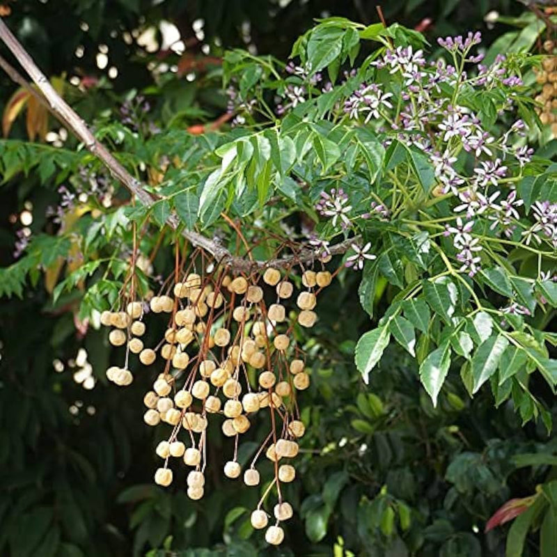MELIA AZEDARACH TREE SEEDS <br> بذور شجرة الزلنزخت