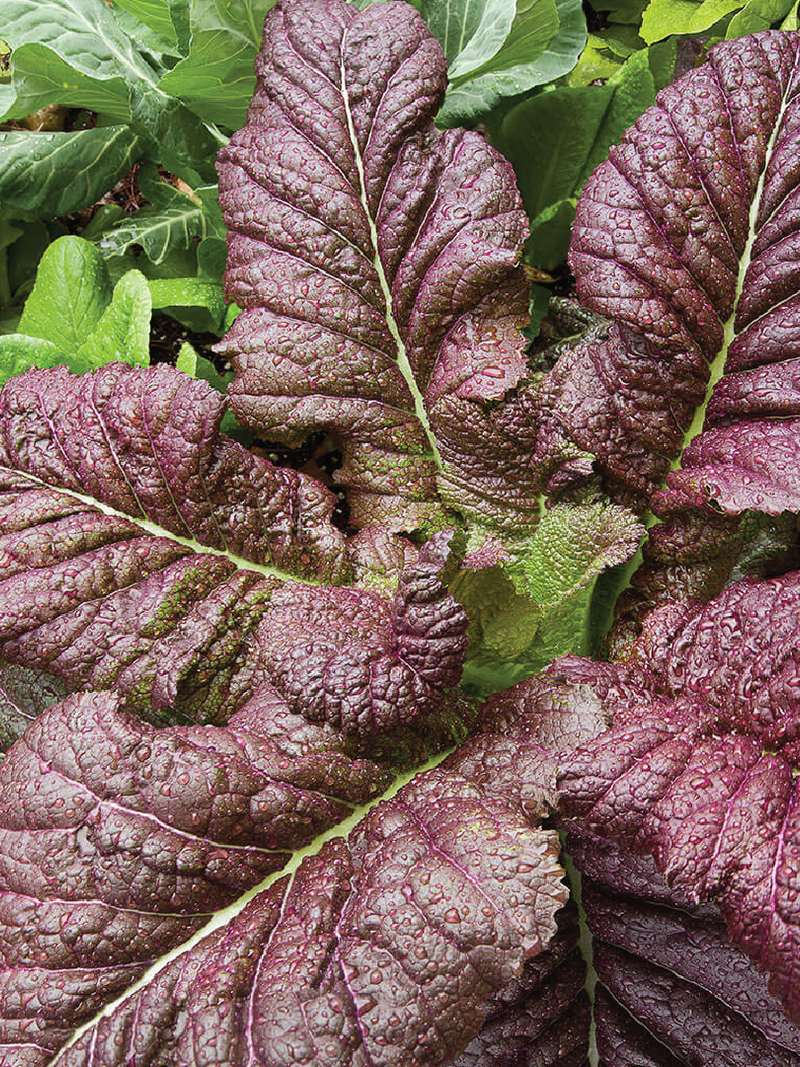 JAPANESE GIANT MUSTARD <br> الخردل العملاق الياباني