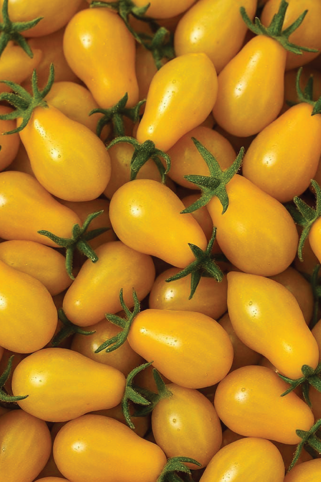 ORGANIC YELLOW PEAR TOMATO SEEDLING <br> شتلات الطماطم يلو بير العضوية