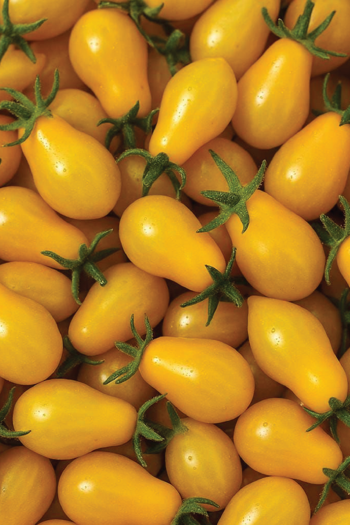 ORGANIC YELLOW PEAR TOMATO SEEDLING <br> شتلات الطماطم يلو بير العضوية