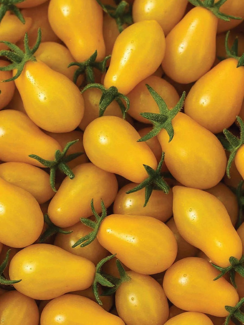 YELLOW PEAR TOMATO SEEDS