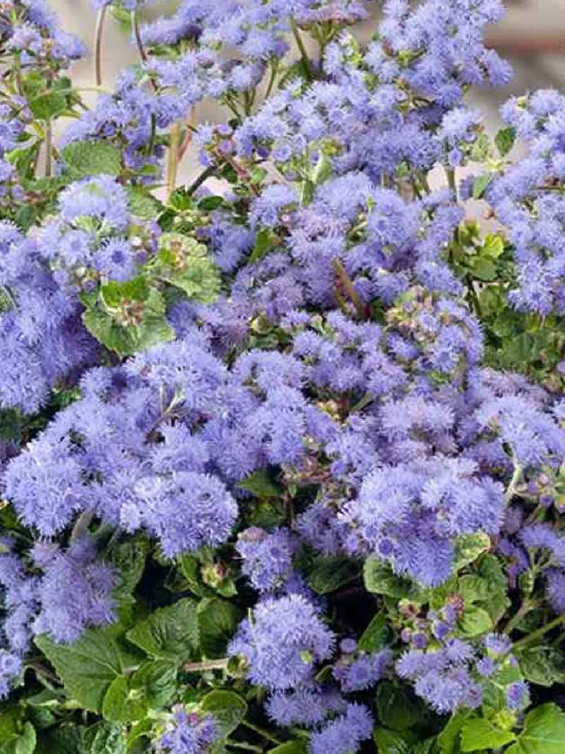 AGERATUM SEEDS