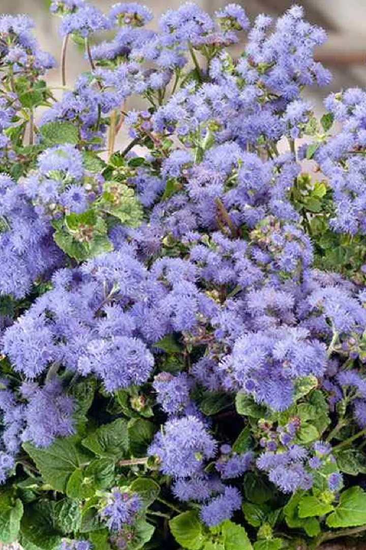 AGERATUM SEEDS<br> بذور الأجيراتوم
