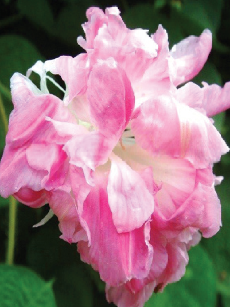 MORNING GLORY DOUBLE SPLIT SECOND FLOWER SEEDLING <br>شتلات مورنينج قلوري دبل سبليت سكند