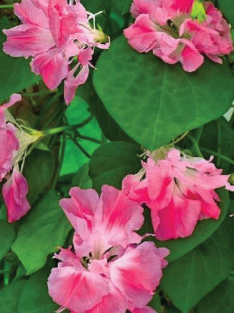 MORNING GLORY DOUBLE SPLIT SECOND FLOWER SEEDLING <br>شتلات مورنينج قلوري دبل سبليت سكند